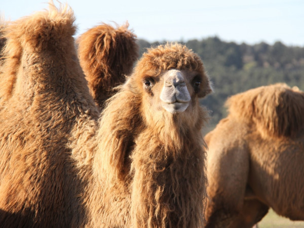 Возвращение верблюдовых