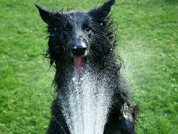 Наши любимцы