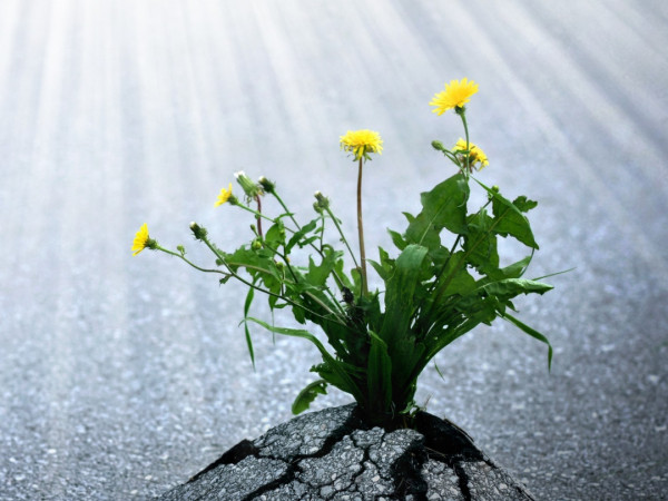 Сила природы