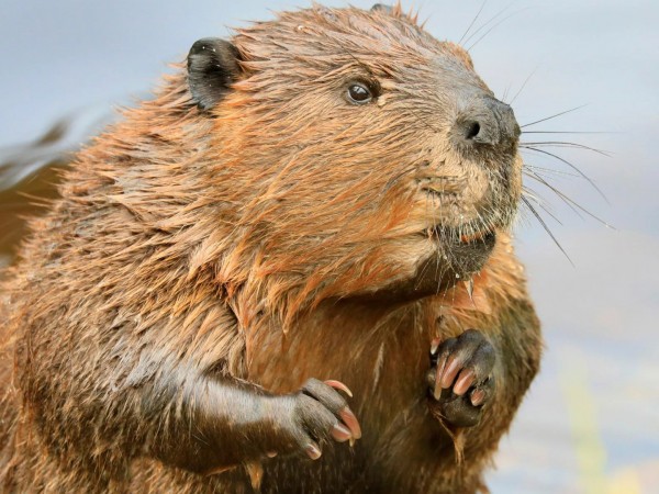 История бобра