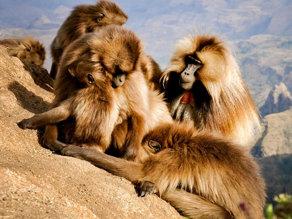 Дикие инстинкты