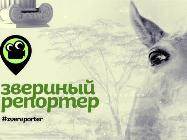 Звериный репортёр