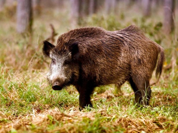 Охота на кабана с вышки с Евгением Шеляпиным (2)