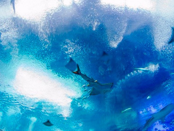 Создавая океан (2)