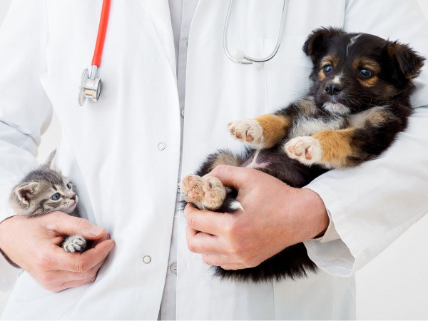 Призвание: ветеринар