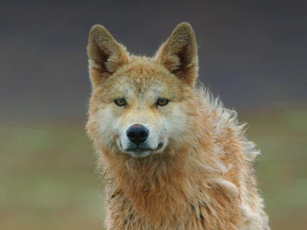 Тибет: крыша мира (2)