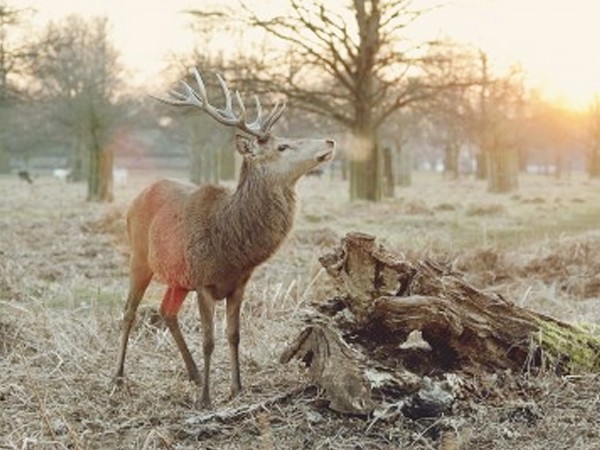 В объективе