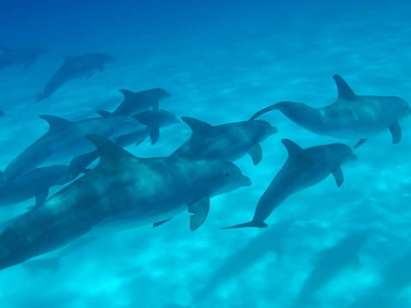 Армия дельфинов (2)