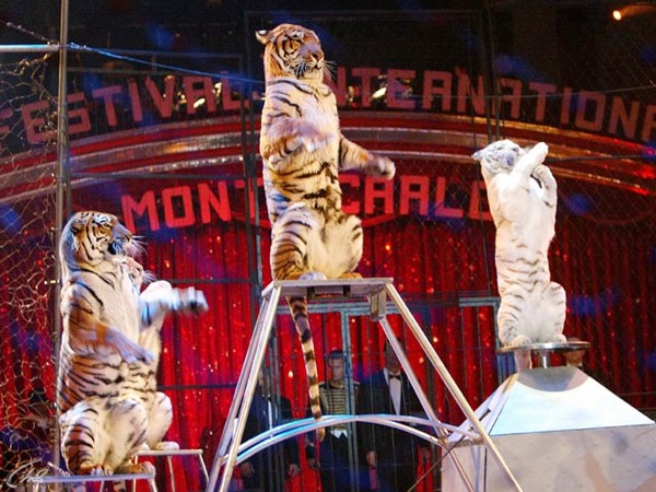 Международный фестиваль циркового искусства в Монте-Карло