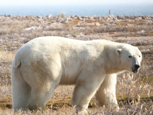 Жизнь вопреки
