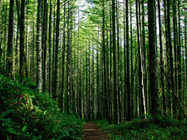 Забытый лес (2)