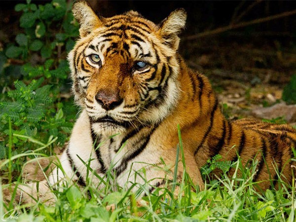 Самый знаменитый в мире тигр
