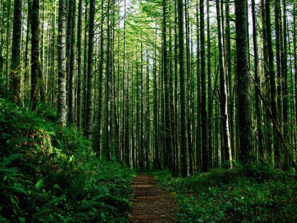 Сказки Живой природы