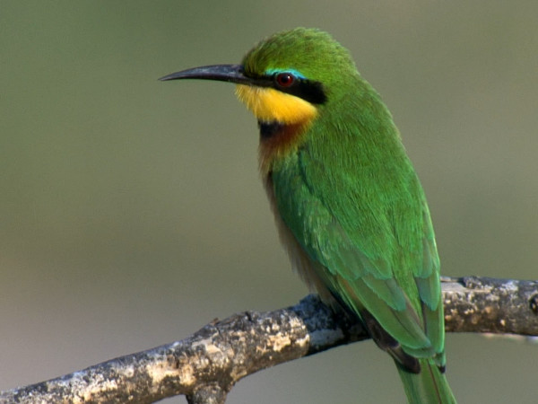 Квест в Саванне