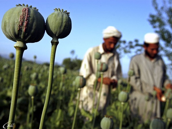 Афганистан. Опиум для народов