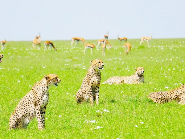 Звериный инстинкт (2)