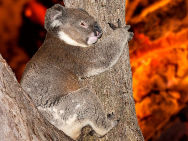 Коалы: испытание огнём