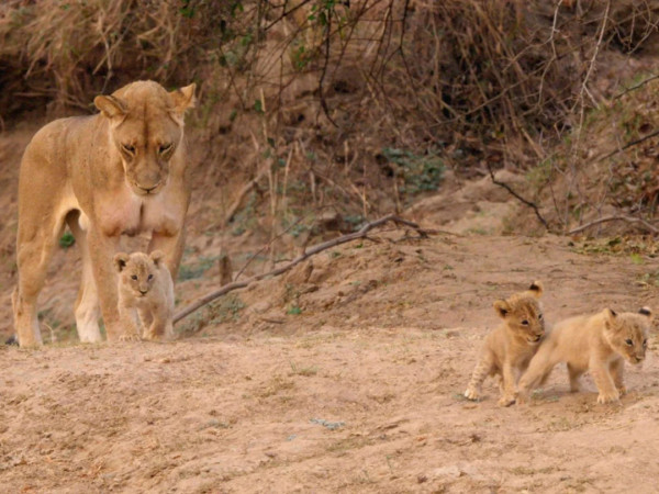 Африканские охотники