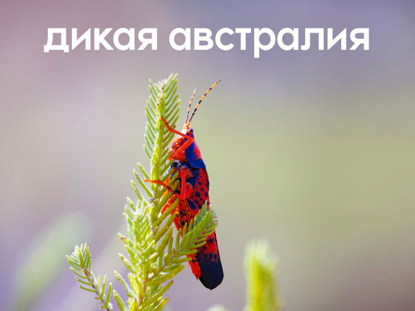 Дикая Австралия (2)