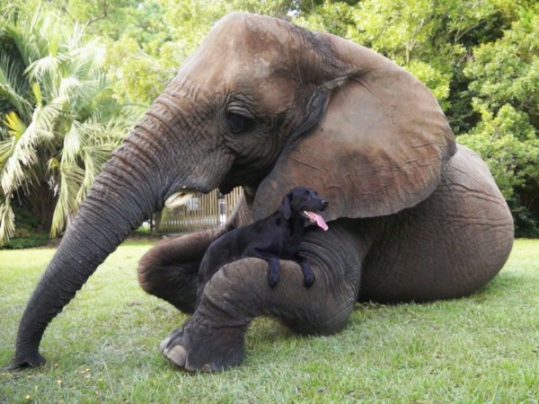 Лучшие друзья собак (2)