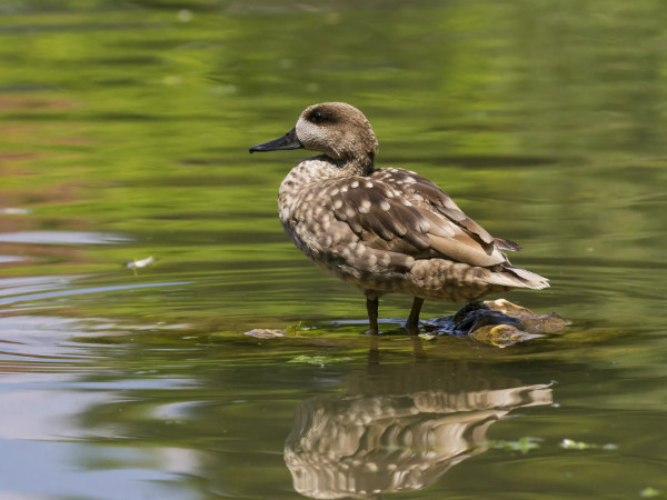 Последний мраморный чирок
