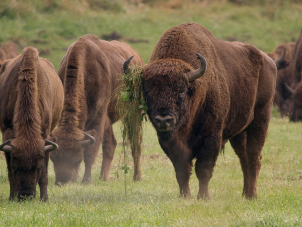 Одиссея европейского зубра