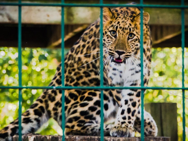 Зоопарк или золотая клетка