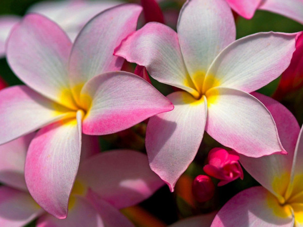 Цветик-семицветик (2)