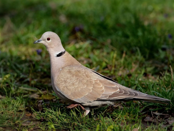 Долгий путь горлицы