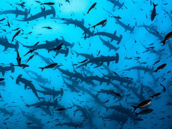 Спасти акулу!