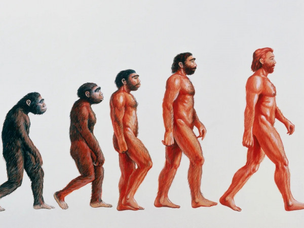 Эволюция и естественный отбор — в чем разница