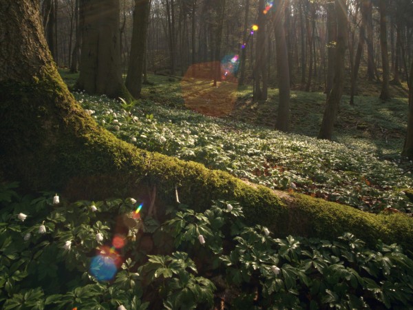 Тайная жизнь деревьев