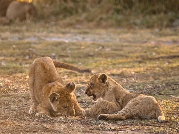Львы: как братья стали королями