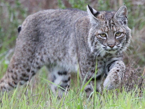 Дикие кошки (2)