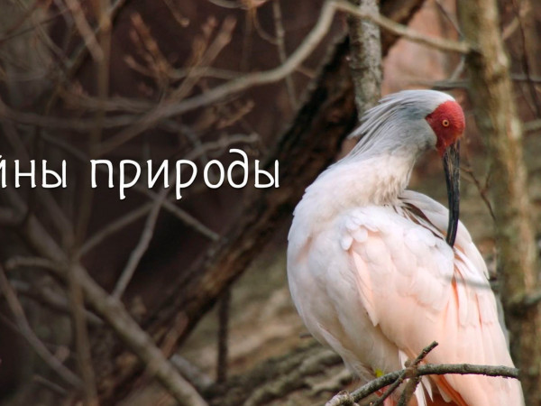 Тайны природы (2)