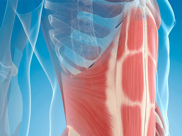 Научный секрет силы и роста мышц