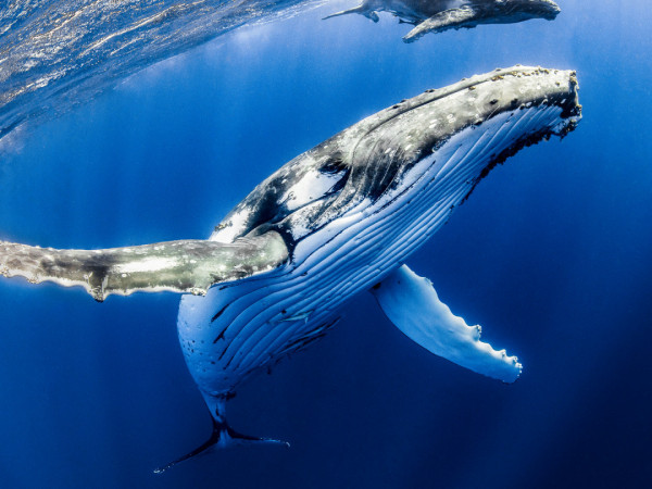 Мудрость китов