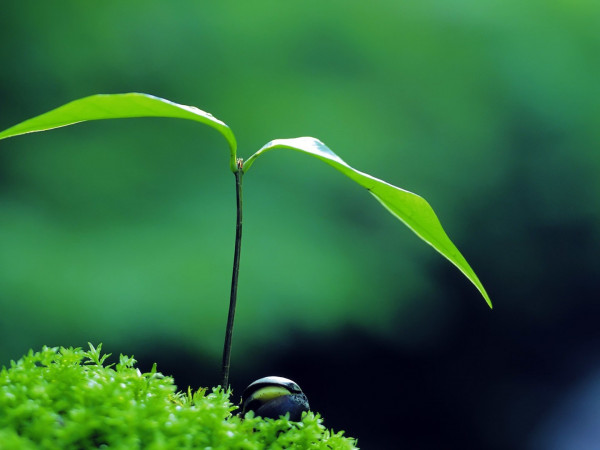 Звуки природы