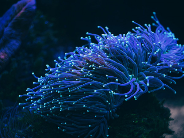 Жизнь в свечении