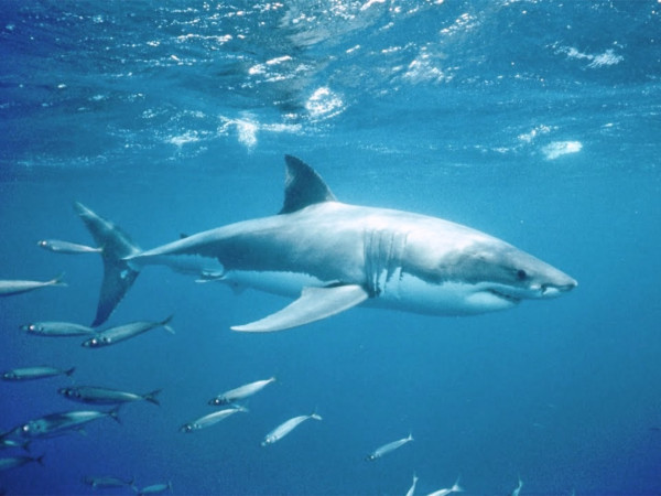 12 оттенков серого