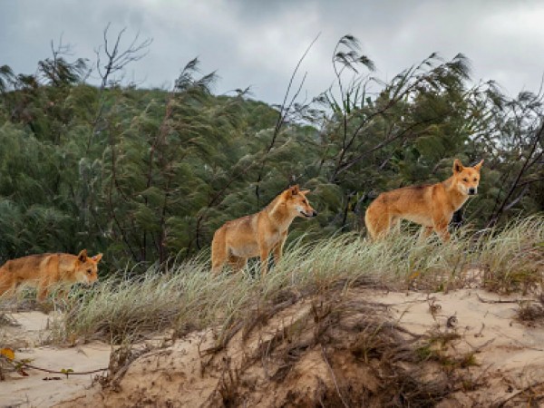 Австралия. История эволюции (2)