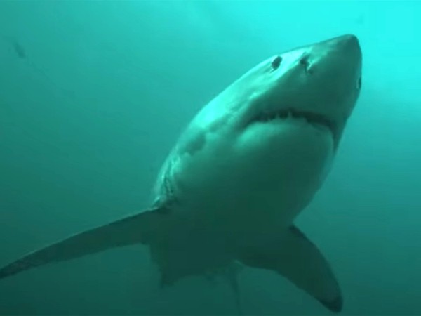 Самые большие акулы