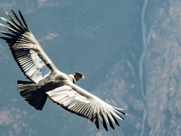 Полет с кондорами (2)