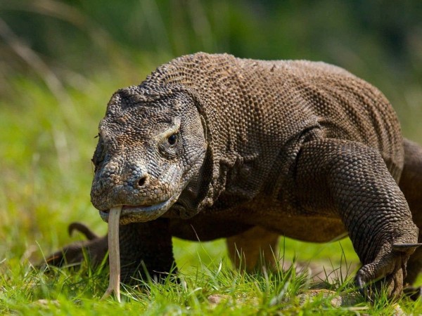 Животные из другого мира