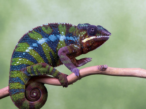 Как хамелеоны меняют свой цвет