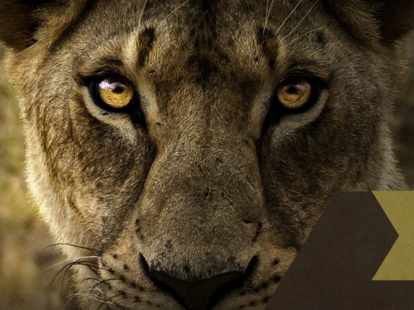 Малика, королева львов