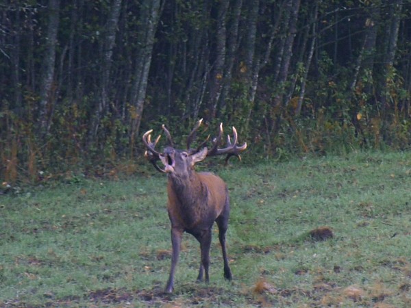 На реву. На пике гона (2)