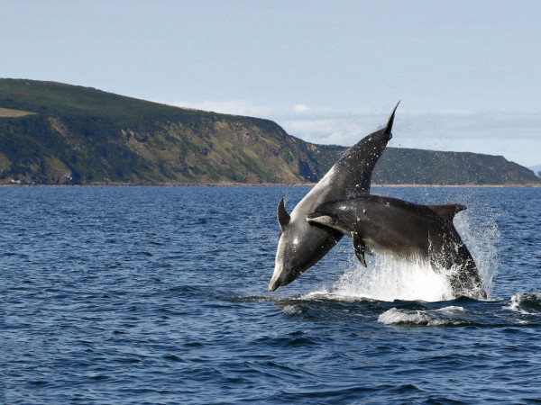 Танцы с дельфинами