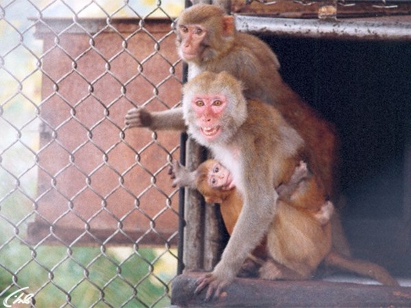 Адлерский институт приматологии