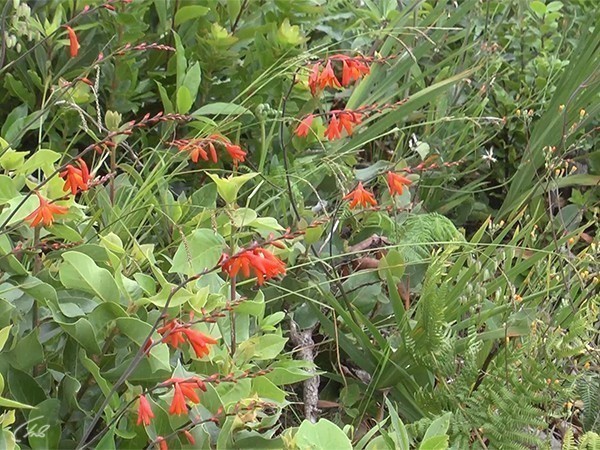 Азорские острова